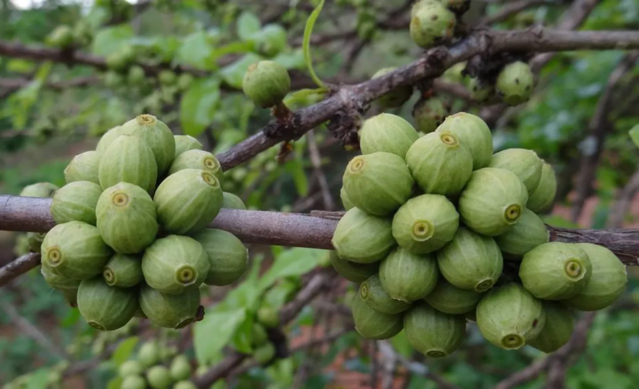 Laurina, Eugenioides, Racemosa и Aramosa
