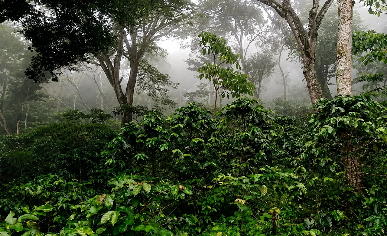 Влияние тени и солнца на почву, воду и состояние растений